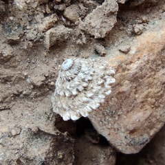 Xerocrassa tuberculosa