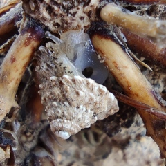 Xerocrassa tuberculosa