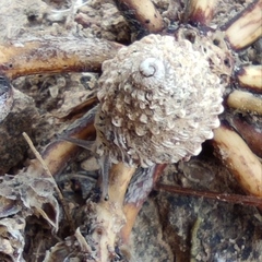 Xerocrassa tuberculosa