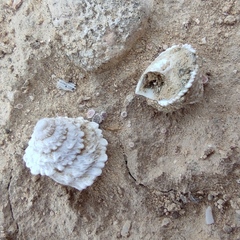 Xerocrassa tuberculosa