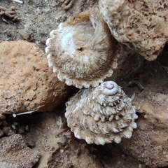 Xerocrassa tuberculosa