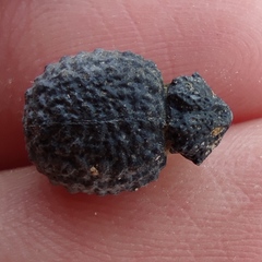 Brachycerus spinicollis