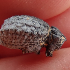 Brachycerus spinicollis