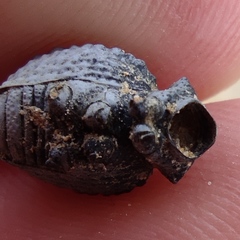 Brachycerus spinicollis