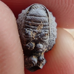 Brachycerus spinicollis