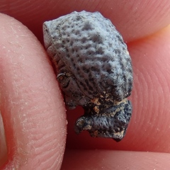 Brachycerus spinicollis