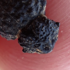 Brachycerus spinicollis