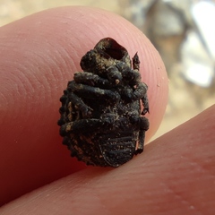 Brachycerus spinicollis