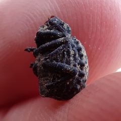 Brachycerus spinicollis