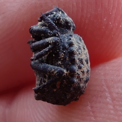 Brachycerus spinicollis