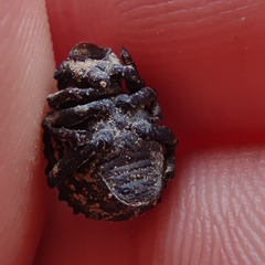 Brachycerus spinicollis