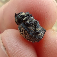 Brachycerus spinicollis