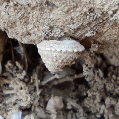 Xerocrassa tuberculosa