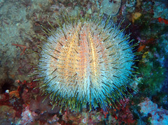 Echinus melo
