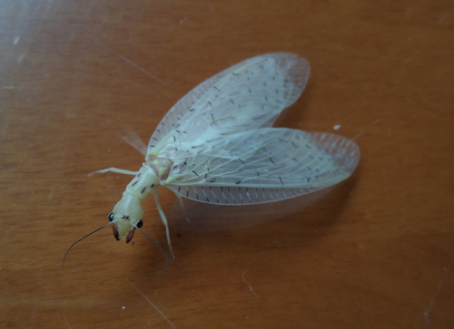 Chloronia corripiens photo 5
