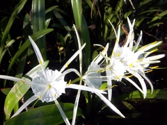 Hymenocallis rotata