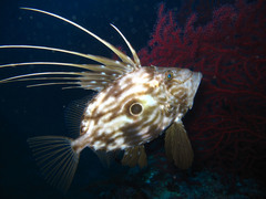 John Dory photo 1