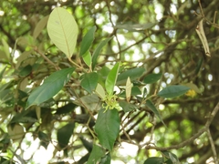 Trichocladus ellipticus