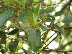 Trichocladus ellipticus