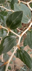 Ziziphus spina-christi