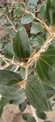 Ziziphus spina-christi