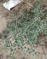 Ziziphus spina-christi