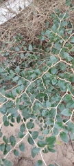 Ziziphus spina-christi