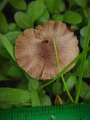 Tubaria dispersa