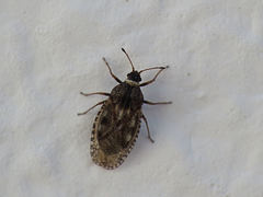 Dictyla nassata