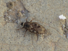 Dictyla nassata