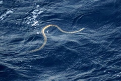 Hydrophis elegans