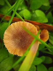 Tubaria dispersa