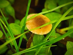 Tubaria dispersa