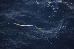 Hydrophis elegans