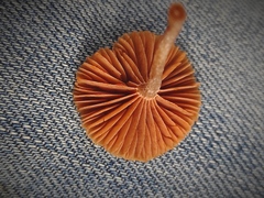 Tubaria dispersa