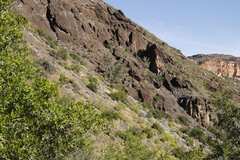 Ficus cordata cordata