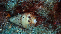 Conus canariensis