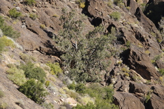 Ficus cordata cordata