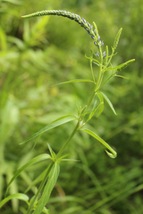 Veronica linariifolia