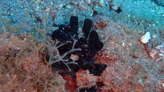 Chalinula parasimulans