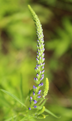 Veronica linariifolia