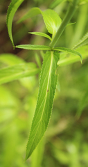 Veronica linariifolia