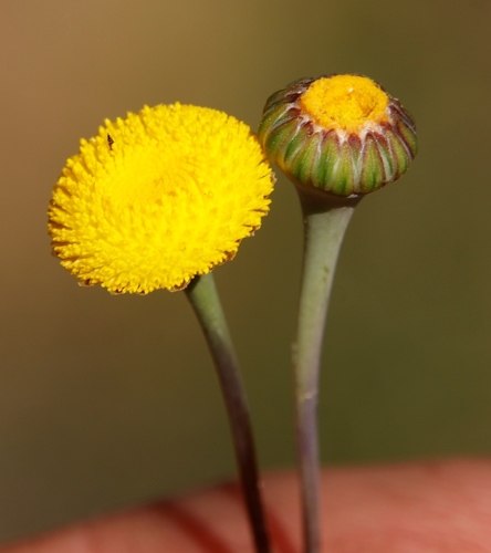 Image of Cotula microglossa by (c) Tony Rebelo, some rights reserved (CC BY-SA)