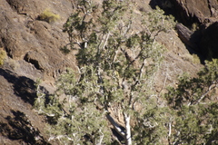 Ficus cordata cordata