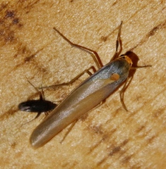 Sozusa scutellata