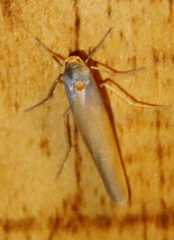 Sozusa scutellata