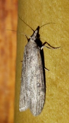 Lamoria imbella