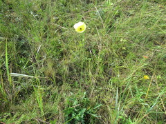 Papaver nudicaule