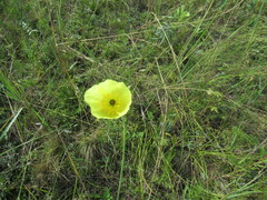 Papaver nudicaule