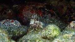 Parablennius goreensis